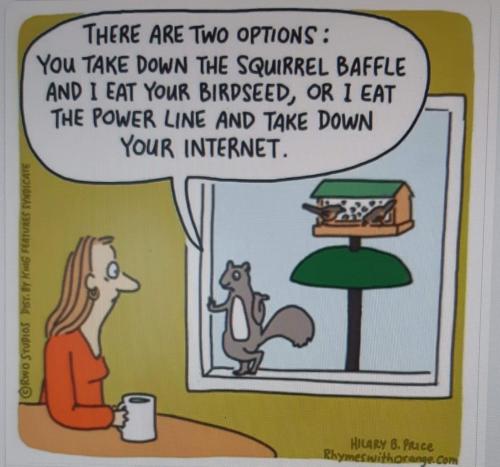 squirel talk