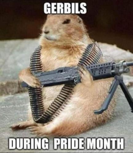 gerbils during pride month