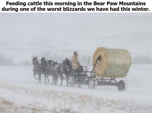 Feeding cattle in the Bear Paw Mountains Montana