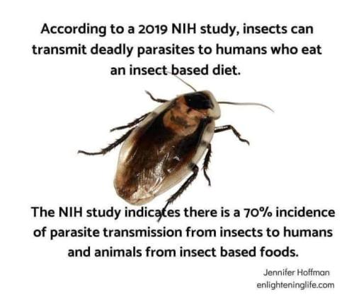 crickets are not good for you