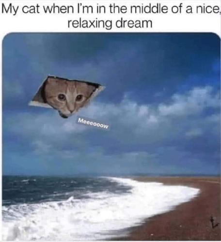middle of a dream
