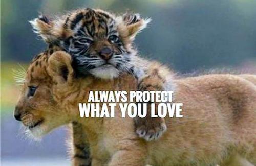 1-Protect the Ones you Love