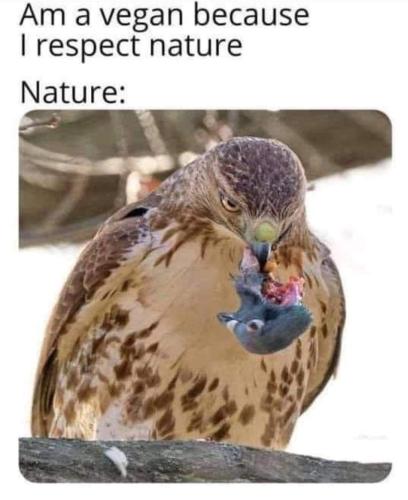 vegan because