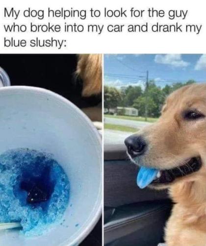 dog is helping