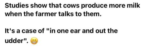 cows produce more milk