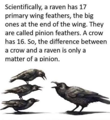 ravens wings