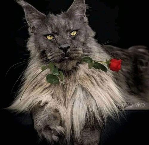 FB_IMG_1678850618607