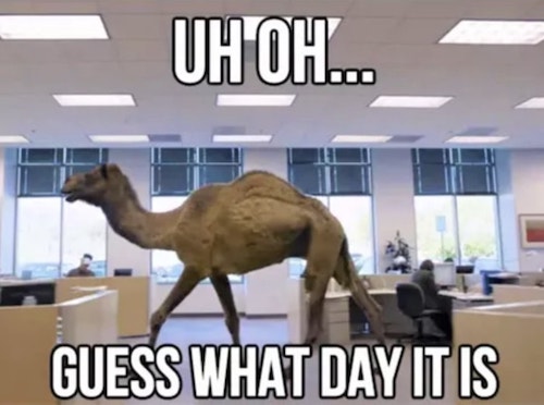 1-Hump Day