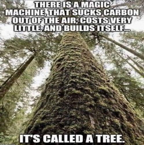 ITS CALLED A TREE