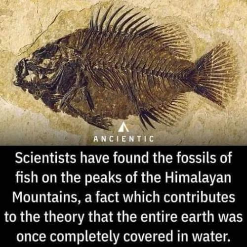 fossils on peaks