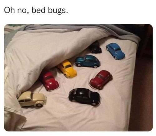 oh no bed bugs