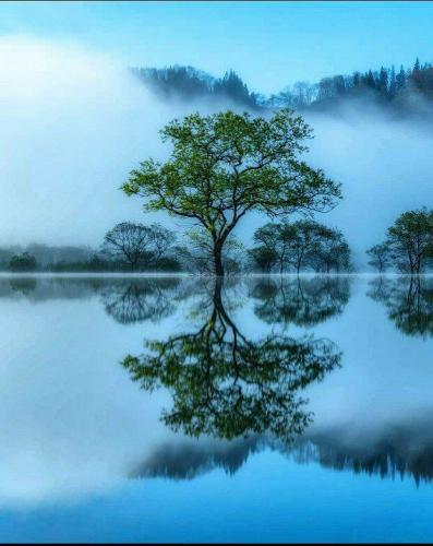 ! Cloudy day tree relflection in lake