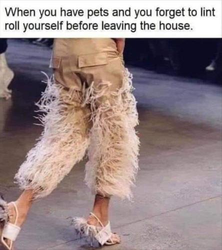 Pet hair on pants