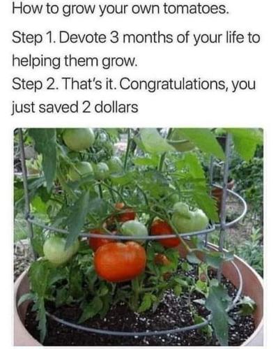 how to grow tomatoes