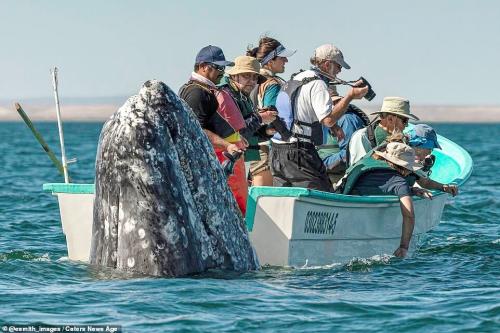 Once-In-A-Lifetime-Moment-A-Huge-Humpback-Whale-Popping-Up01