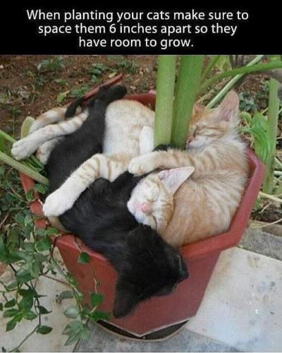 when planting your cats