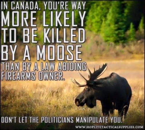 killed by a moose