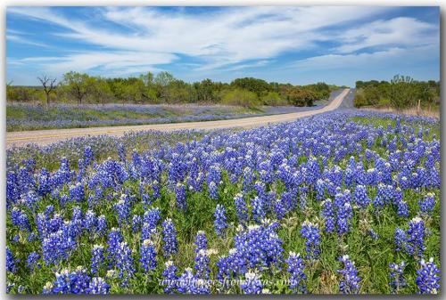 Blubonnet highway