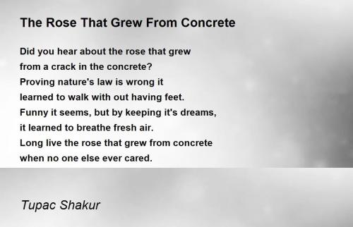 the-rose-that-grew-from-concrete-2