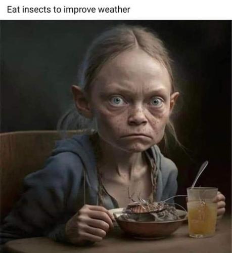eat insects