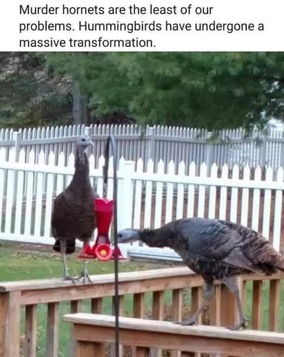 hummingbirds