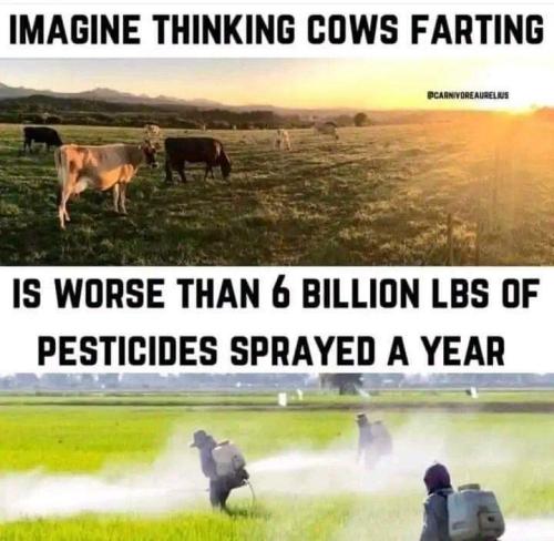 cows farting