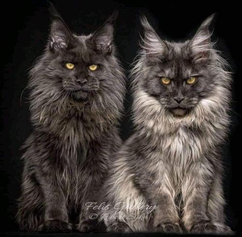 FB_IMG_1678850642914