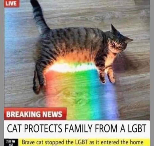 cat protects the family