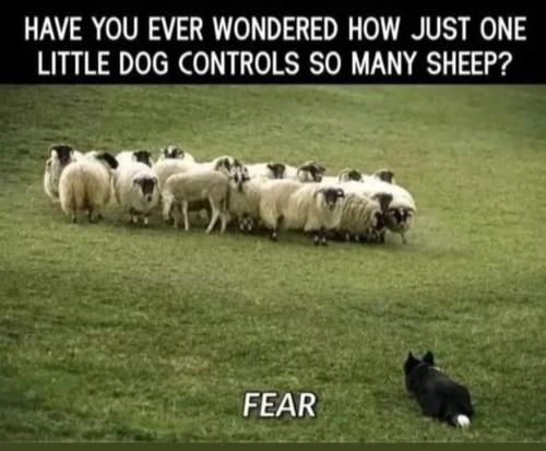 Fear 3