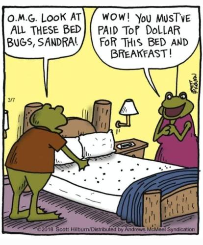 look at these bed bugs