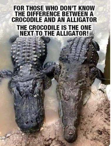 croc-ali