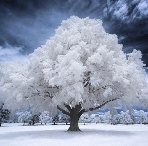 The White Tree and Snow