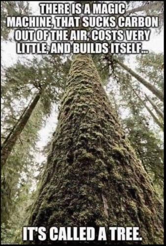 Tree 101
