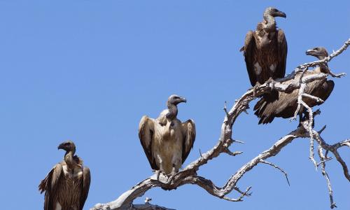 vultures