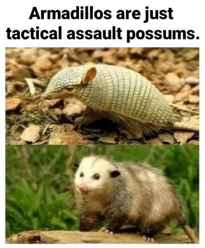 armadillos