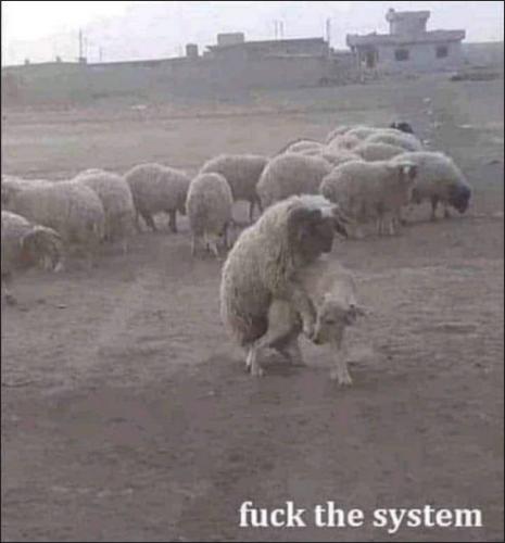 fuck the system01
