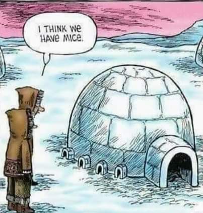 think we have mice