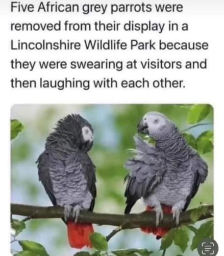 FB_IMG_1681662587311