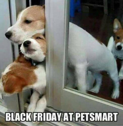 Black Friday at Petsmart
