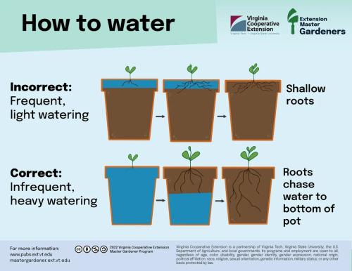 how to water