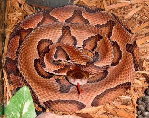 Copperhead snake coiled