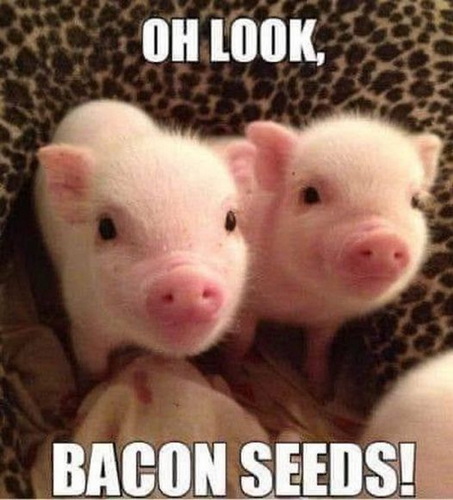 bacon seeds
