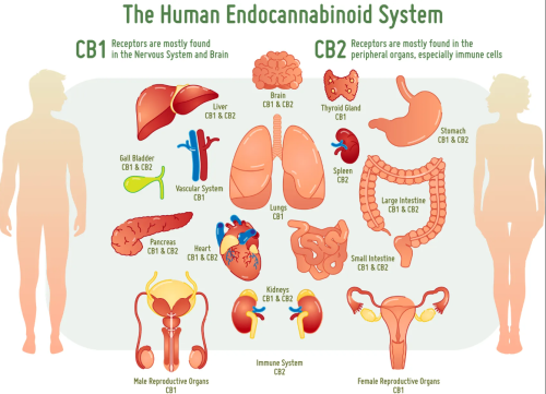 ! CBD and Human Endocannabinoid System (ECS)