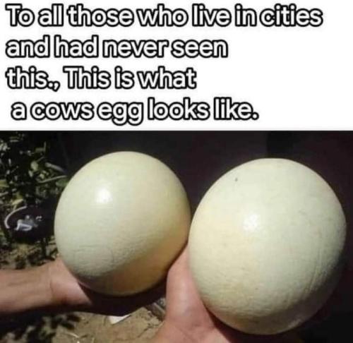 FB_IMG_1682446669529