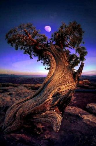 600 year old Juniper tree at dusk