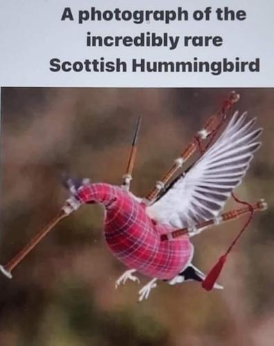 scottish hummingbird