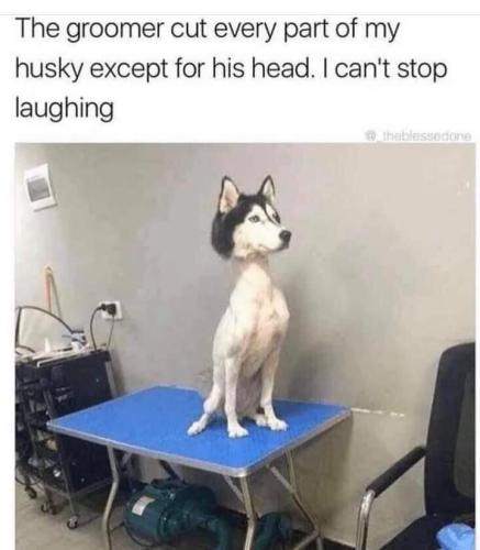 my groomer