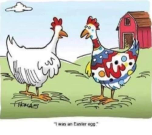 Colorful chicken says I was an Easter egg