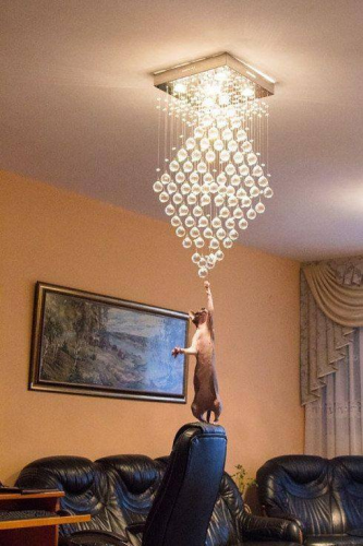 cat chandelier