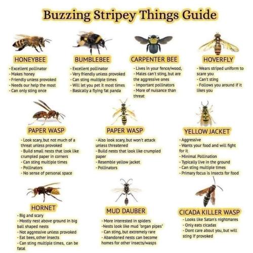 buzzing stripey things